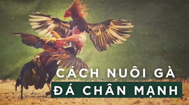 Kỹ thuật nuôi gà đá chân mạnh hiệu quả